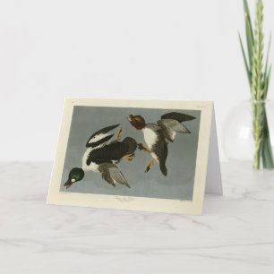 Cartão Pato-ouro - das Aves da América de Audubon