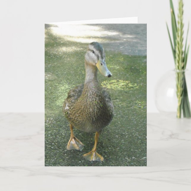 Cartão Pato Pervertido (Frente)