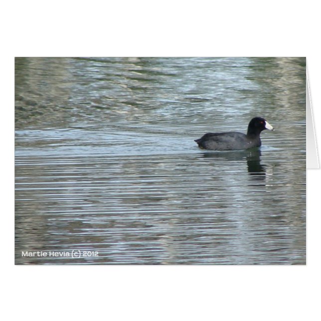 Cartão Pato Solitário II (Frente horizontal)