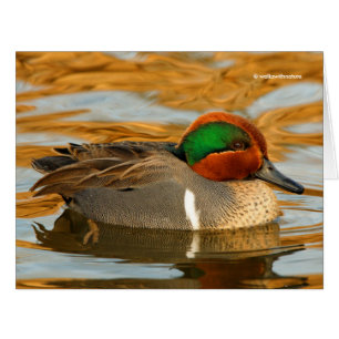 Cartão Pato Teal Bonito de Ala Verde no Ouro