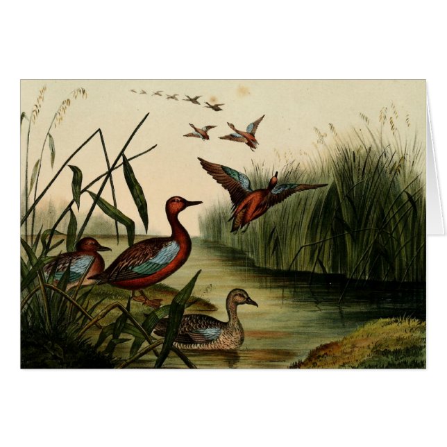 Cartão Pato vermelho da cerceta de Breasted (Frente horizontal)