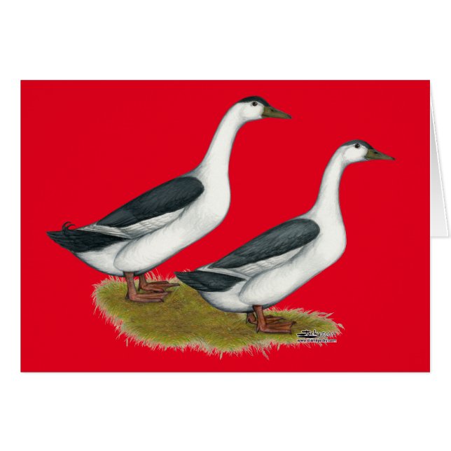 Cartão Patos: Magpias Azuis (Frente horizontal)