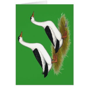 Cartão Patos: Magpias Negras