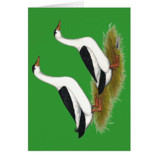 Cartão Patos: Magpias Negras (Frente)