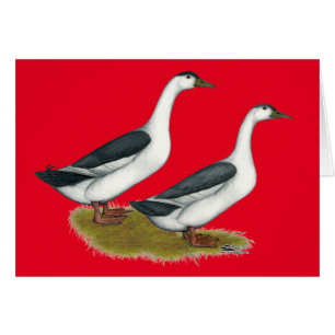 Cartão Patos: Magpies azuis