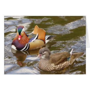 Cartão Patos Mandarin