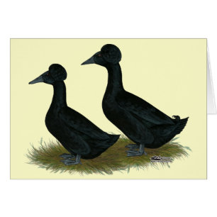 Cartão Patos: Preto Detido