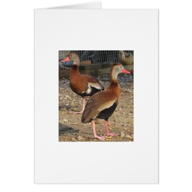 Cartão Patos pretos exóticos da árvore da barriga (Frente)