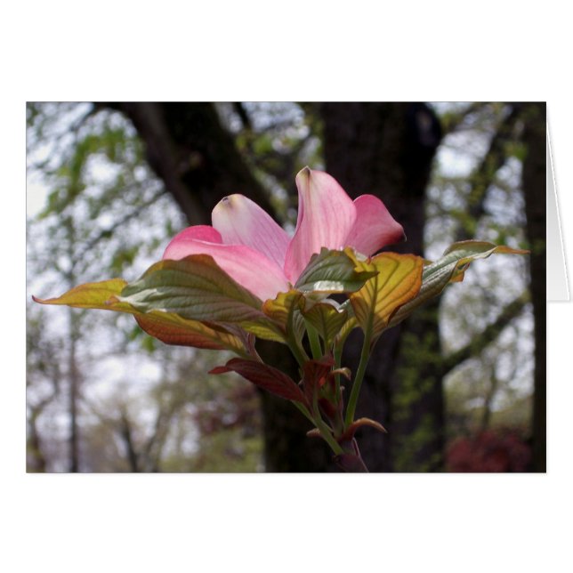 Cartão Pau-rosa (Frente Horizontal)