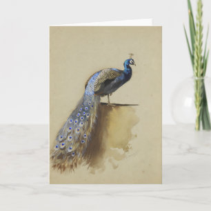Cartão Pavão Archibald Thorburn