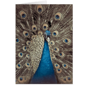 Cartão Pavão Azul Antiquado