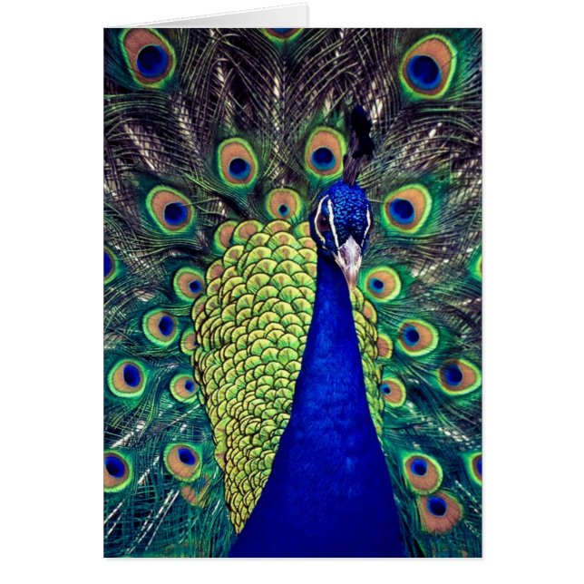 Cartão Pavão Azul Cobalto (Frente)