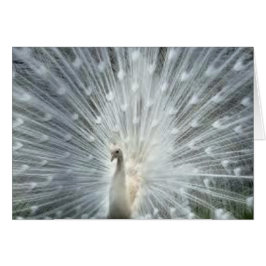 Cartão Pavão azul indiano branco raro