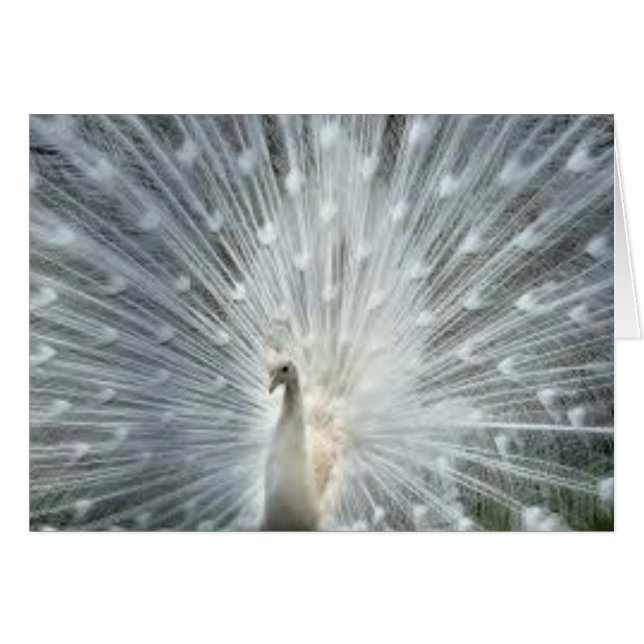 Cartão Pavão azul indiano branco raro (Frente horizontal)