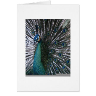 Cartão Pavão bonito & orgulhoso de Spalding