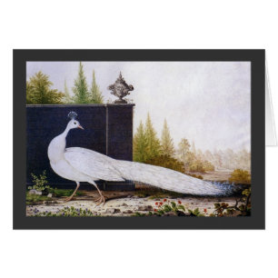Cartão Pavão Branco