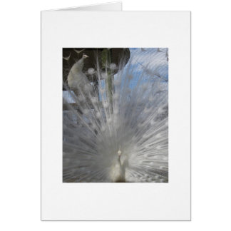 Cartão Pavão branco com o Peahen na capoeira