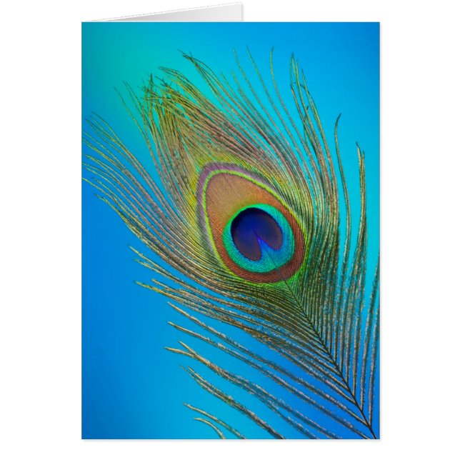 Cartão Pavão-de-cauda (Frente)
