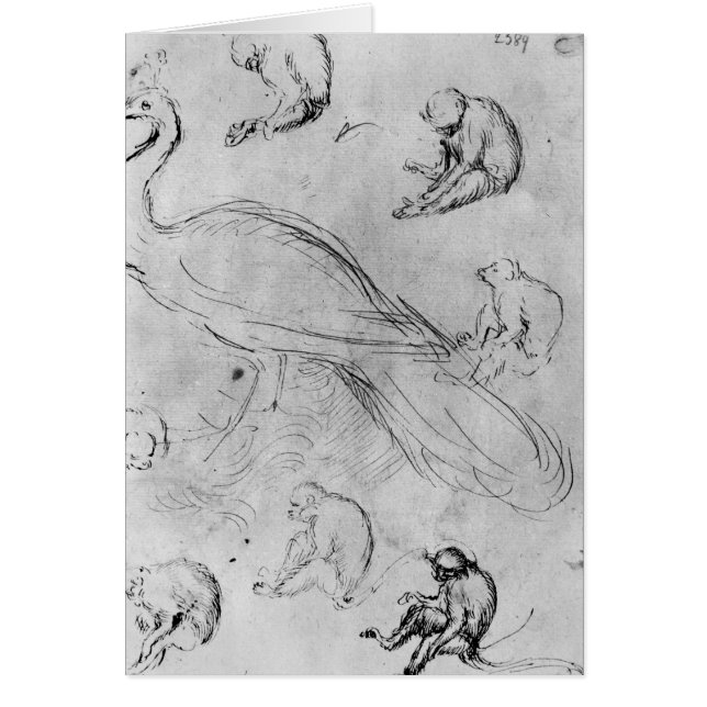 Cartão Pavão e seis macacos (Frente)