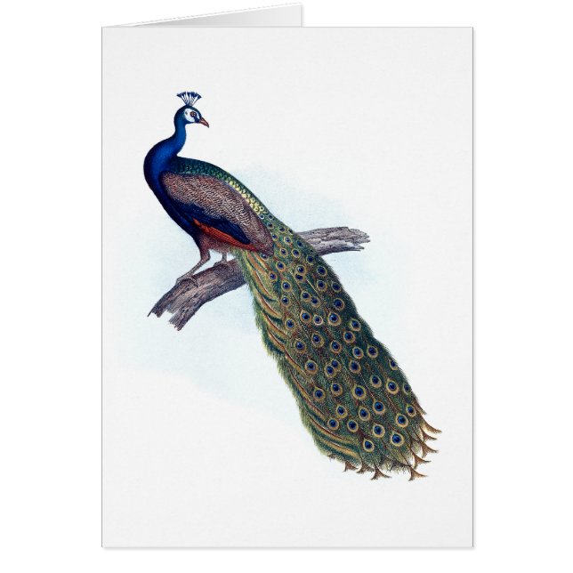 Cartão Pavão indiano (Frente)