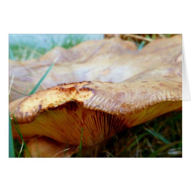 Cartão Paxillus involutus (Frente Horizontal)