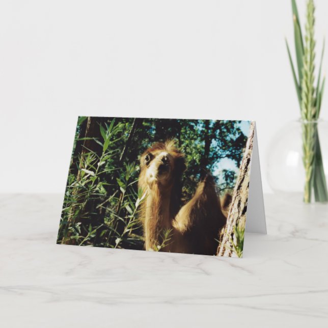 Cartão Peaceful Baba (Frente)