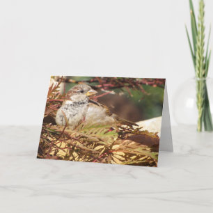 Cartão Peaceful Sparrow Greeting Card (blank inside)