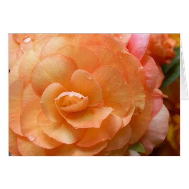 Cartão Peach Begonia (Frente Horizontal)