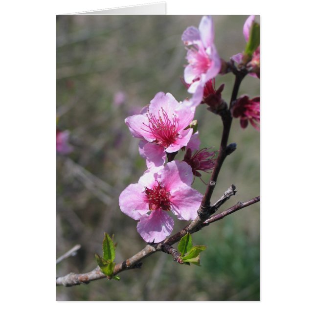 Cartão Peach Blossom (Frente)