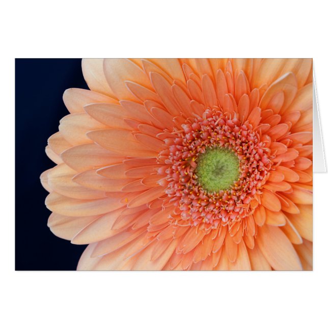 Cartão Peach Gerbera (Frente Horizontal)