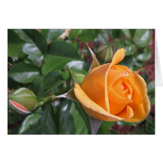 Cartão Peach Rosebud