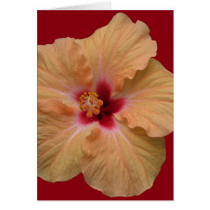 Cartão Peachy Hibiscus