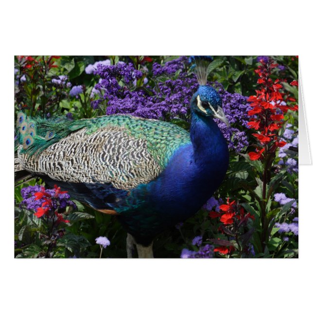 Cartão Peacock (Frente Horizontal)