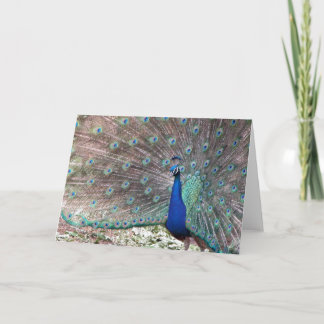 Cartão Peacock