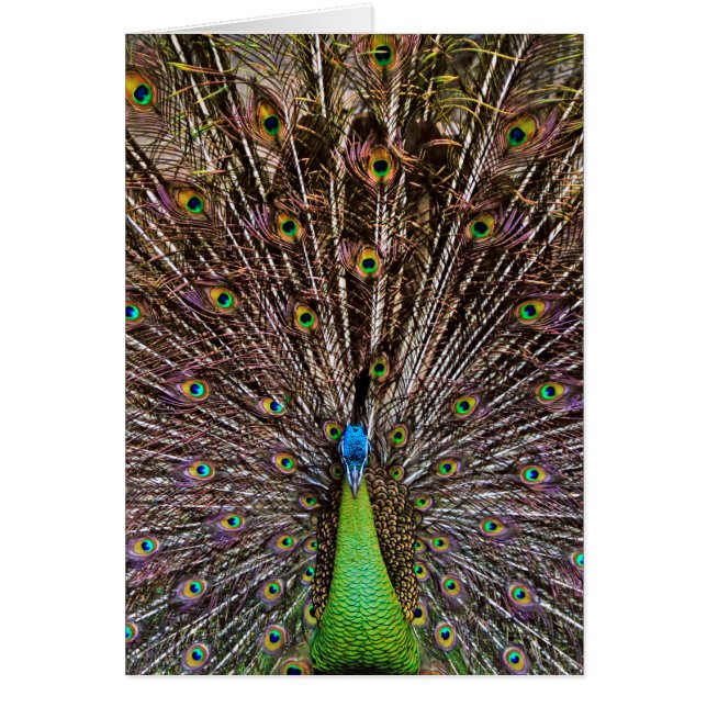 Cartão Peacock (Frente)