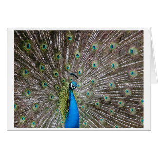 Cartão Peacock