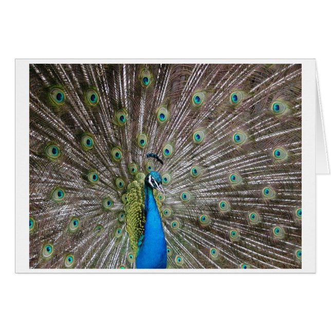 Cartão Peacock (Frente Horizontal)
