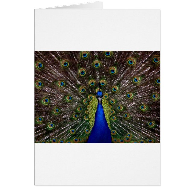 Cartão Peacock (Frente)