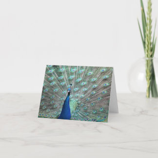 Cartão Peacock Blank Note cards