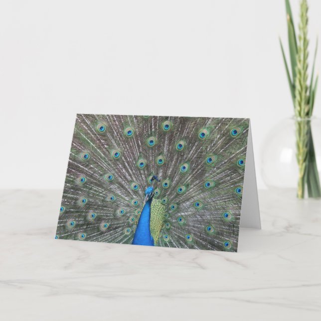 Cartão Peacock Greeting Card (Frente)