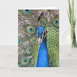 Cartão Peacock Greeting Card