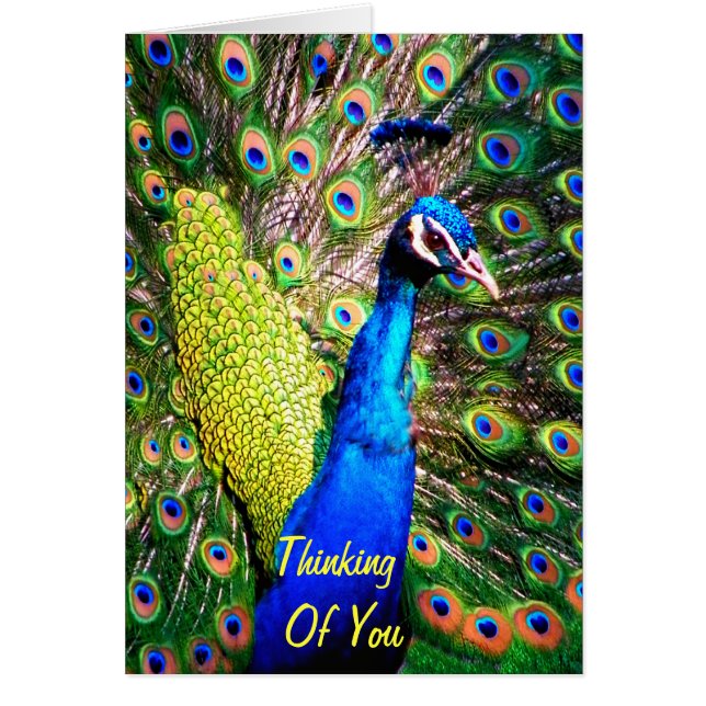 Cartão Peacock, Love_ (Frente)