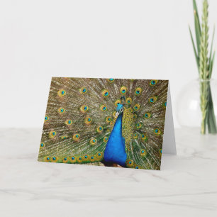 Cartão Peacock Pattern Peacock Artwork Painting