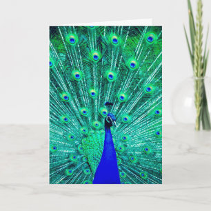 CARTÃO PEACOCK PHOTOGRAPHY BLANK GREETING CARD