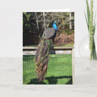 Peacock Preening na cerca