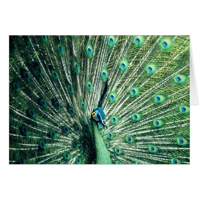 Cartão Peacock Strut (Frente Horizontal)