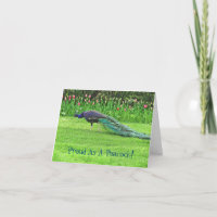 PEACOCK & TULIPS /PROUD COMO UM PEACOCK/FELICITAÇÃ