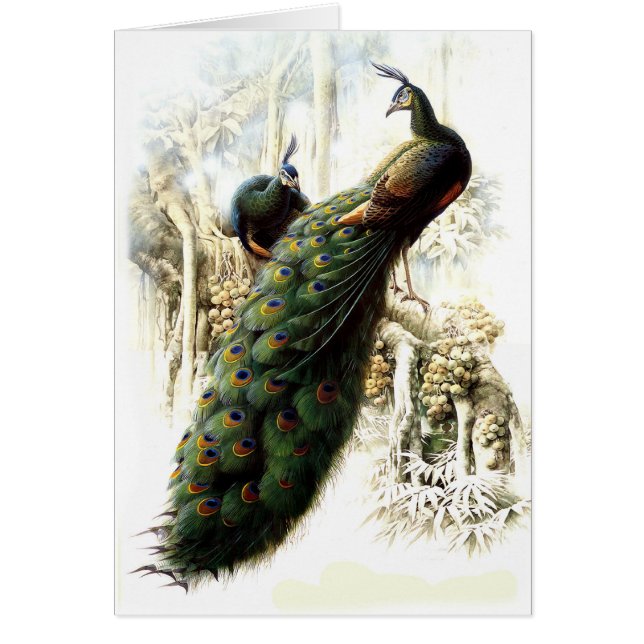Cartão Peacocks em repouso (Frente)