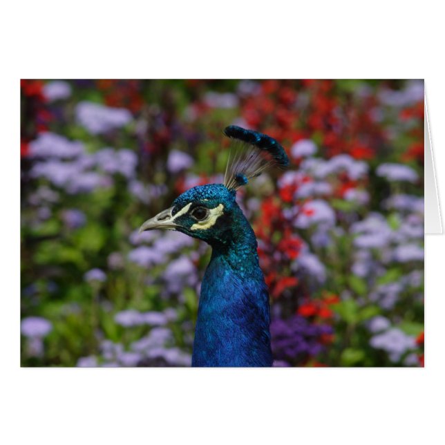 Cartão Peafowl (Frente Horizontal)