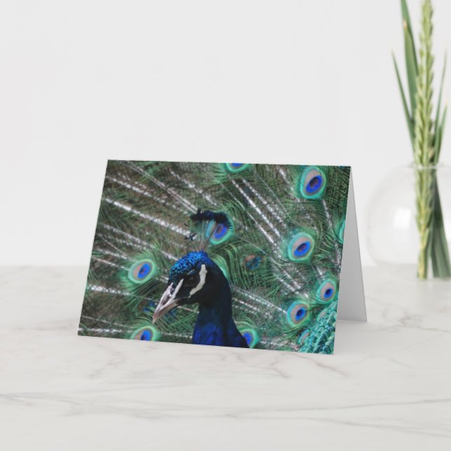 Cartão Peafowl Bird Greeting Card (Frente)